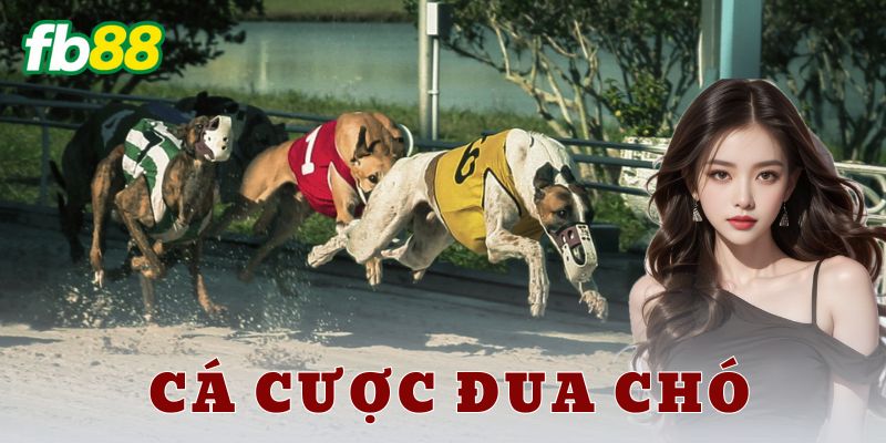 Mẹo chơi cá cược đua chó hiệu quả