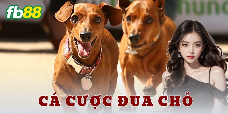 Các loại hình cá cược trong đua chó