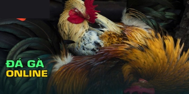 Trận chiến thần kê căng thẳng và đầy nghẹt thở