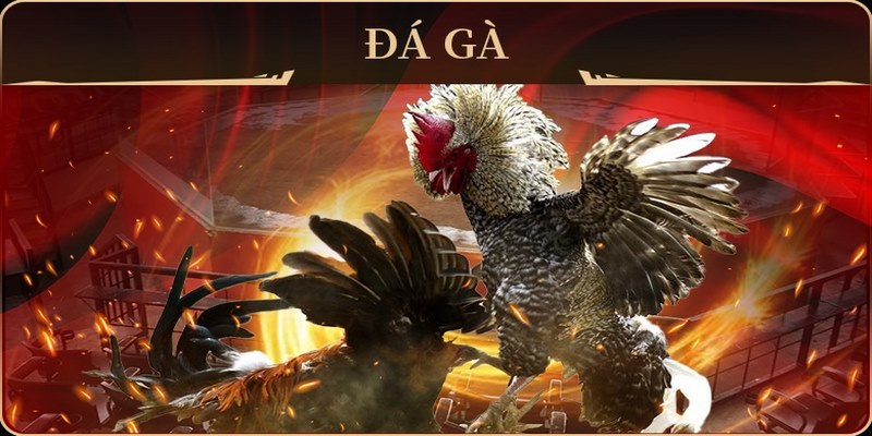 Giới thiệu thông tin khái quát về đá gà trực tiếp là gì?