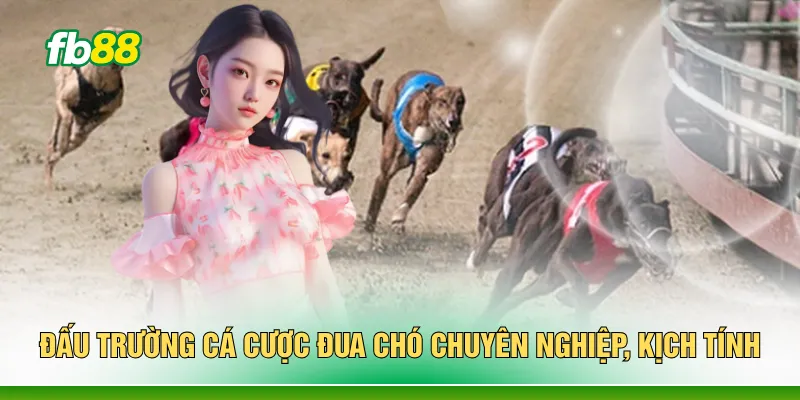 Đấu trường cá cược đua chó chuyên nghiệp, kịch tính